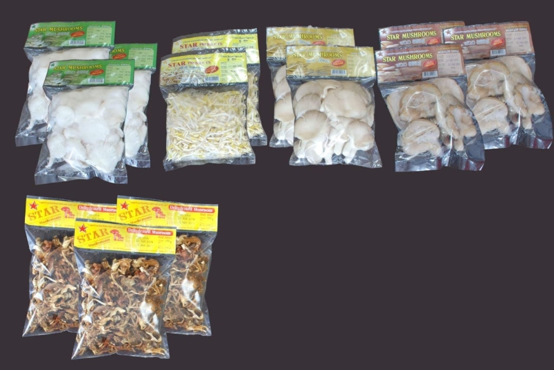 Product Details Fresh Mushroom Oyster Abalone product-details-fresh-mushroom-oyster-abalone