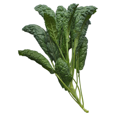 Product Details Tuscan Kale