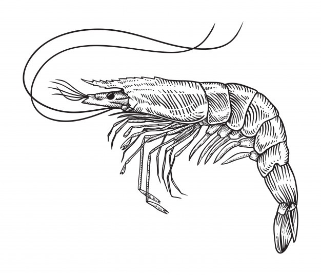 product-details-sea-tiger-prawn