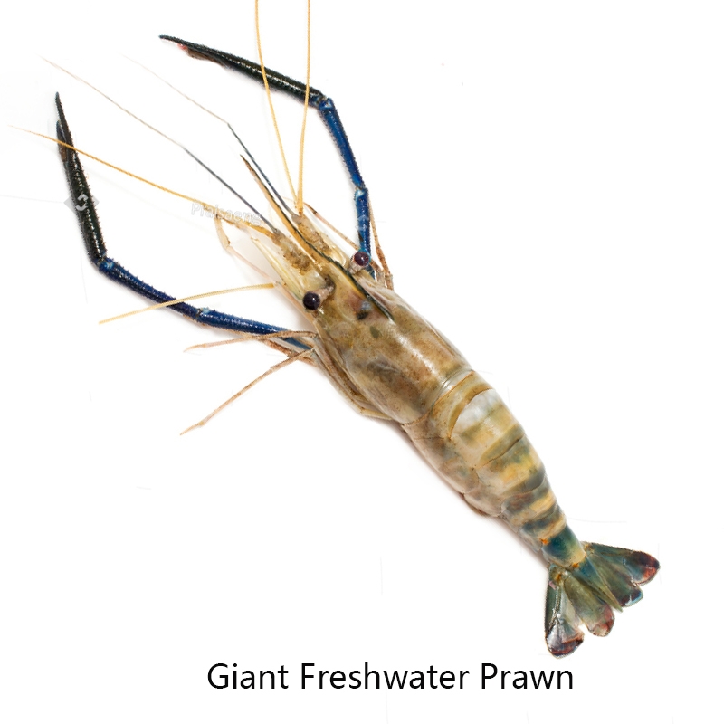Product Details Giant Freshwater Prawn, Prawns grow in the clean open waters of the lakes and